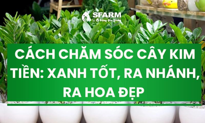 Hinh anh la cay kim tien bi vang hoac nau do tuoi nuoc qua nhieu gay thoi re